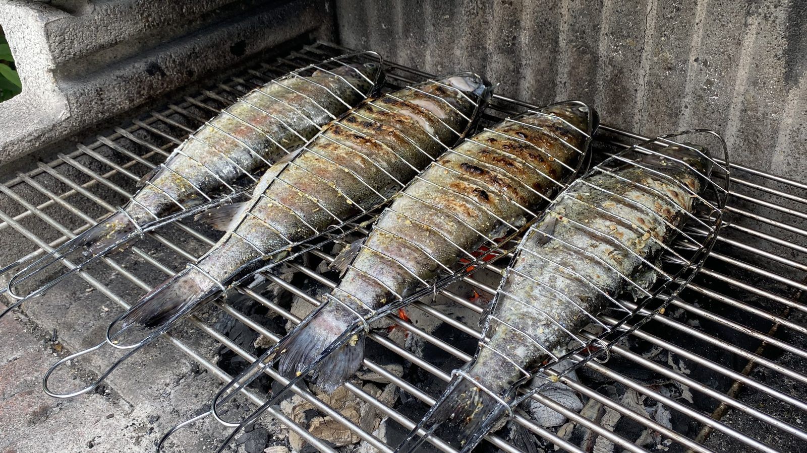 Grilled trout – Linz