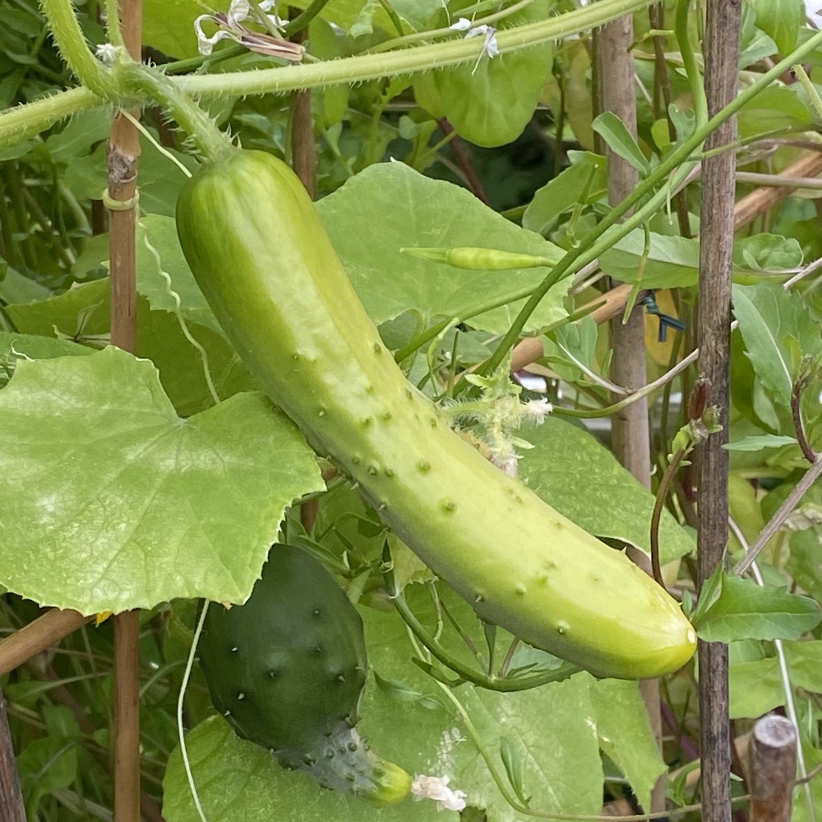 Gurke aus dem Garten – Linz