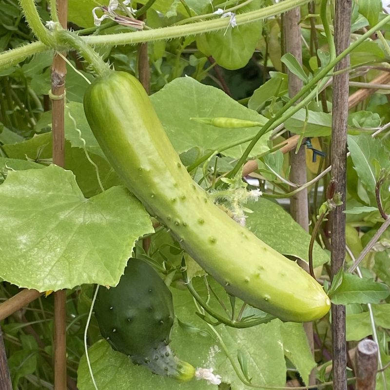 Cucumber from the garden – Linz