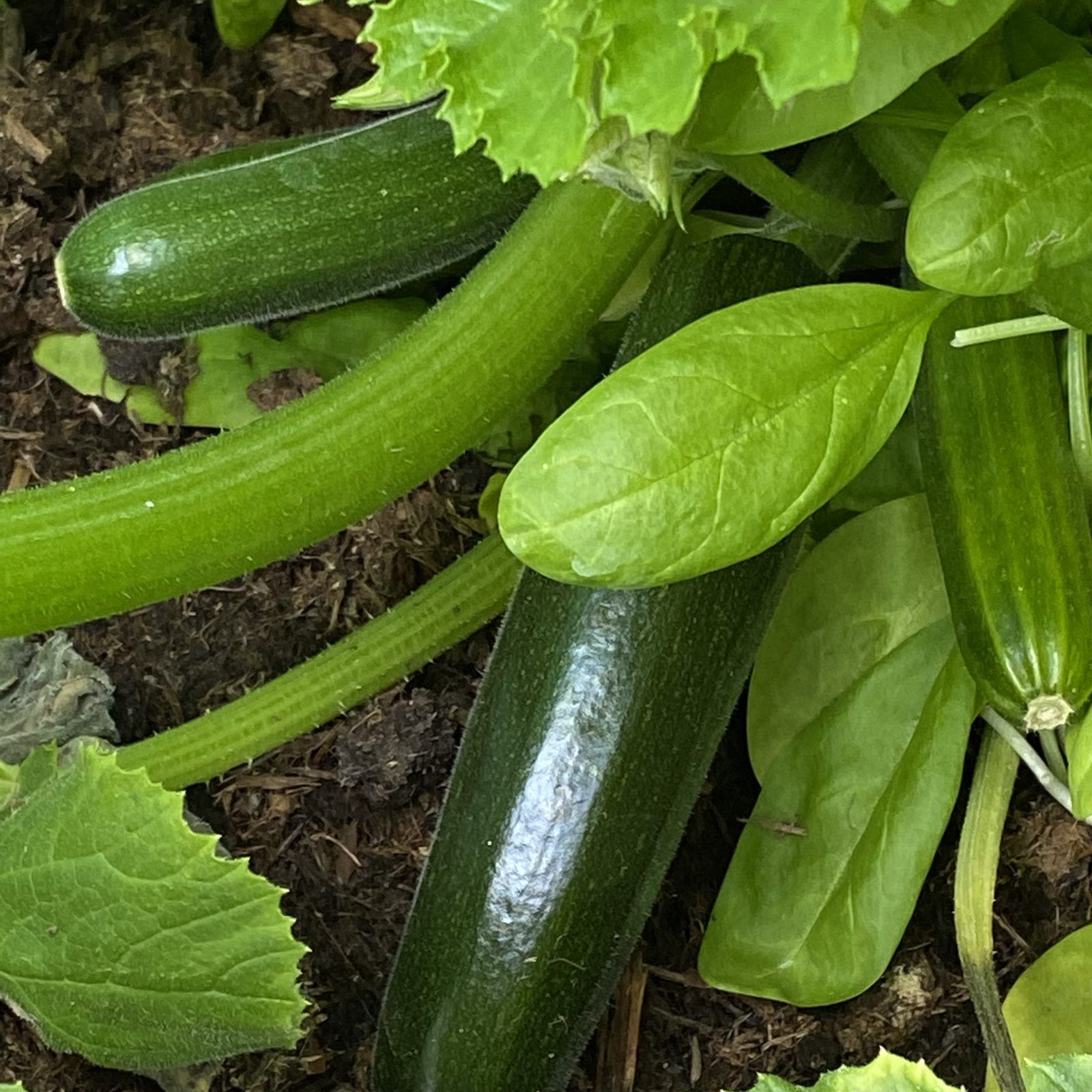 Courgettes in the garden bed – Linz