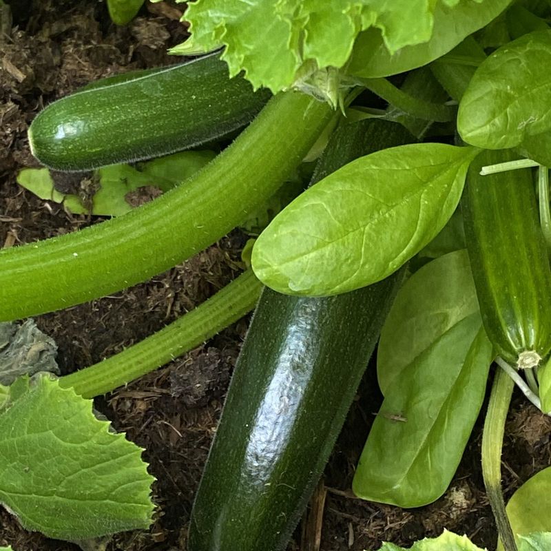 Courgettes in the garden bed – Linz